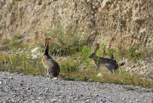 Image of Lepus californicus merriami Mearns 1896