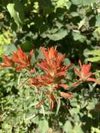 Image of giant red Indian paintbrush