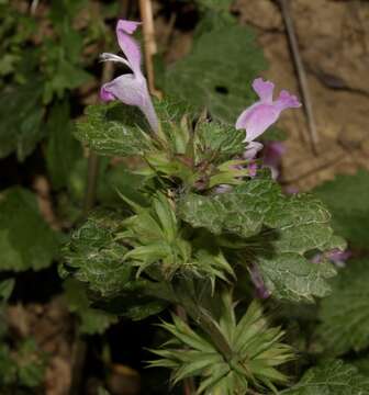 Слика од Lamium garganicum subsp. striatum (Sm.) Hayek