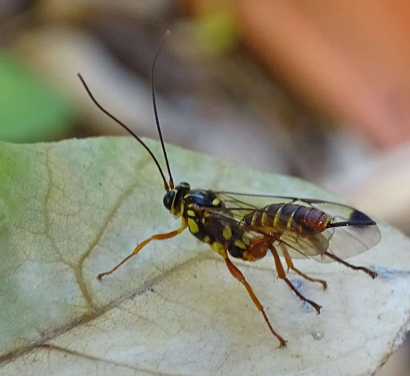 Image of Echthromorpha agrestoria (Swederus 1787)