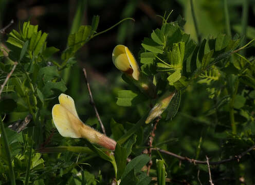 Sivun Vicia hybrida L. kuva