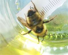 صورة Bombus flavidus Eversmann 1852