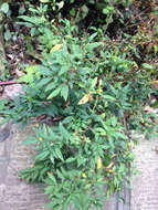 Image of Jerusalem Cherry