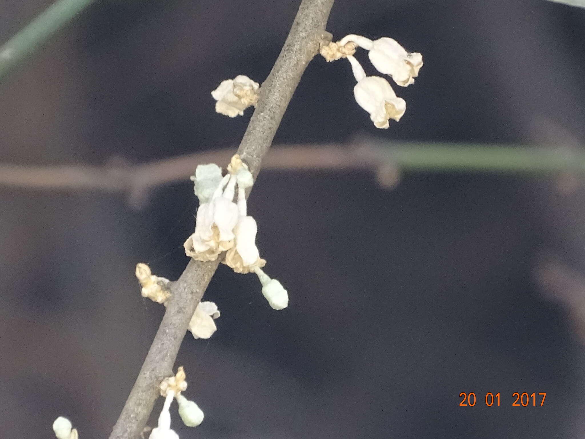 Image of Elaeagnus conferta Roxb.