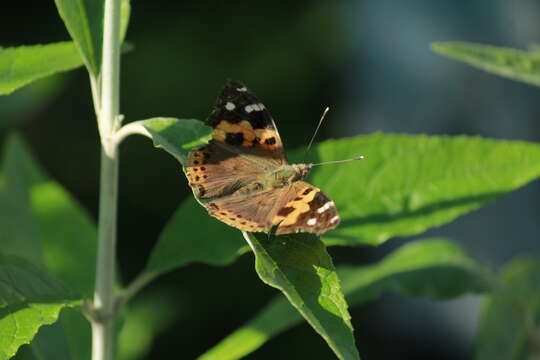 Imagem de Vanessa indica indica