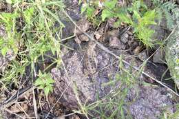 Image of Elegant Earless Lizard