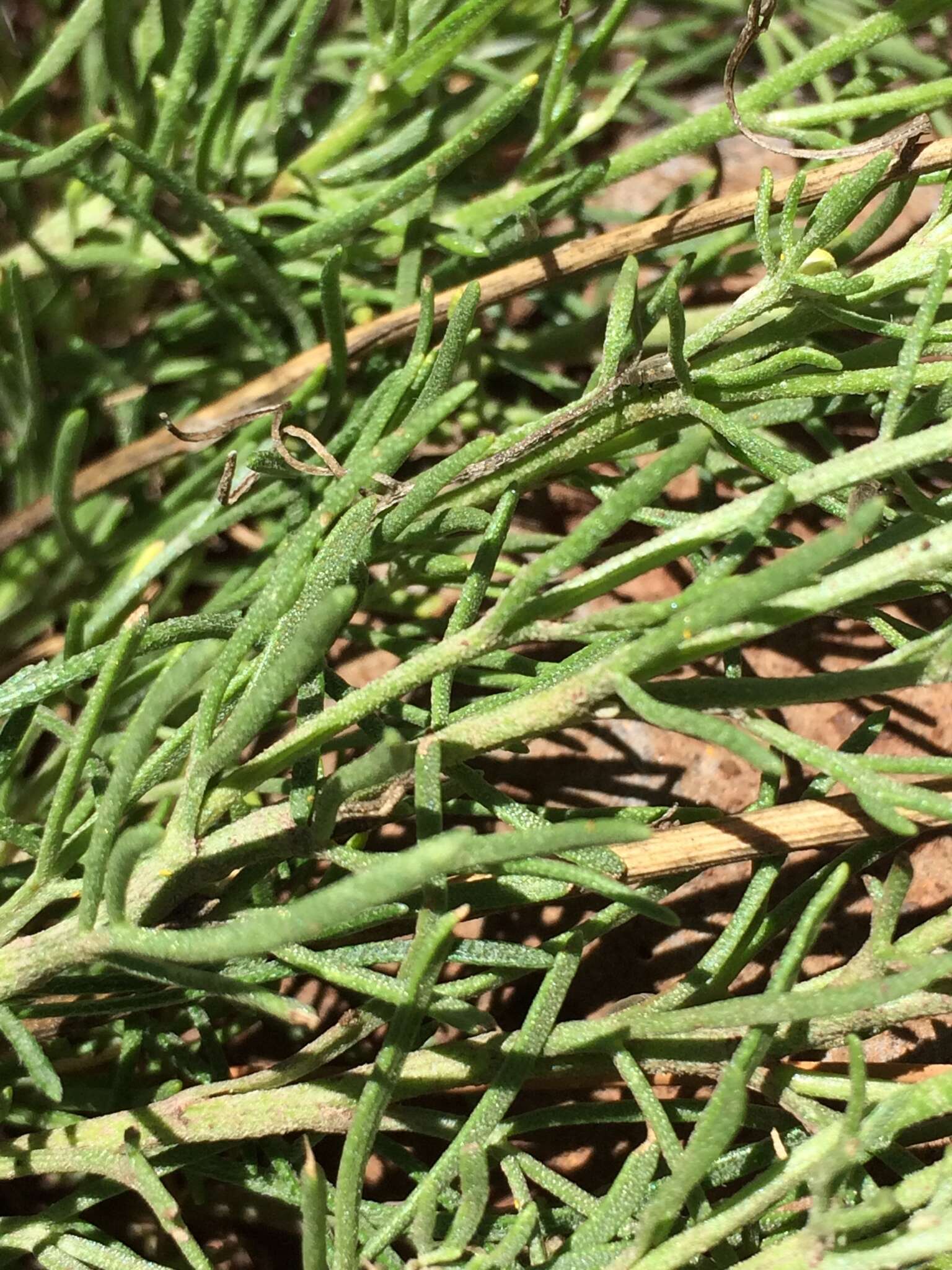 Image of Colorado rubberweed