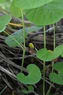 Image of Aristolochia steupii Woronow