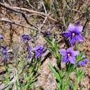 Halgania corymbosa Lindl. resmi