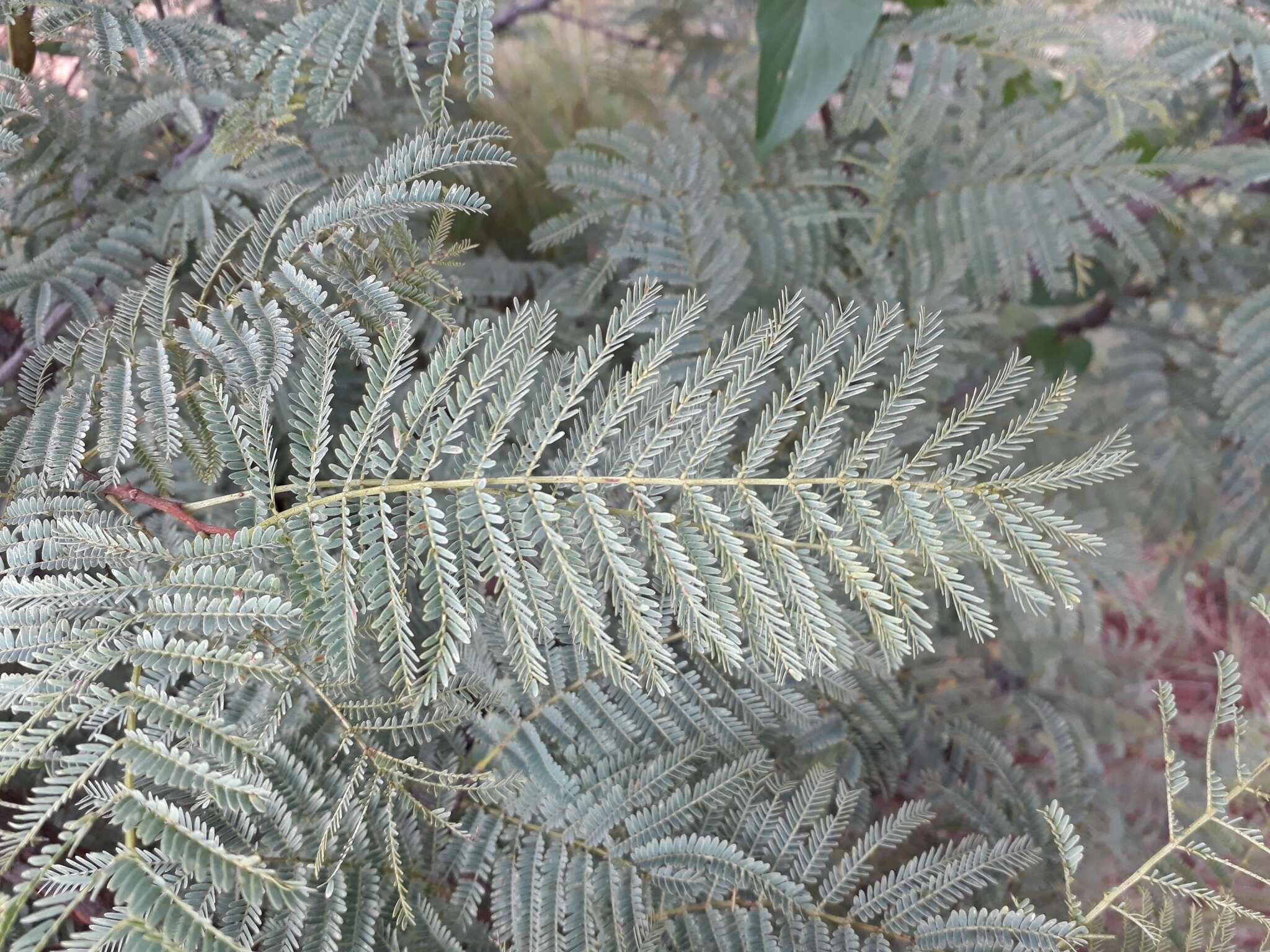 Image of Common hook-thorn Acacia