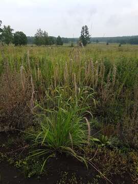 Imagem de Elymus confusus (Roshev.) Tzvelev