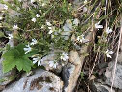 Imagem de Cerastium beeringianum var. grandiflorum (Fenzl) Hulten