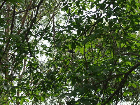 Image of Bar-crested Antshrike