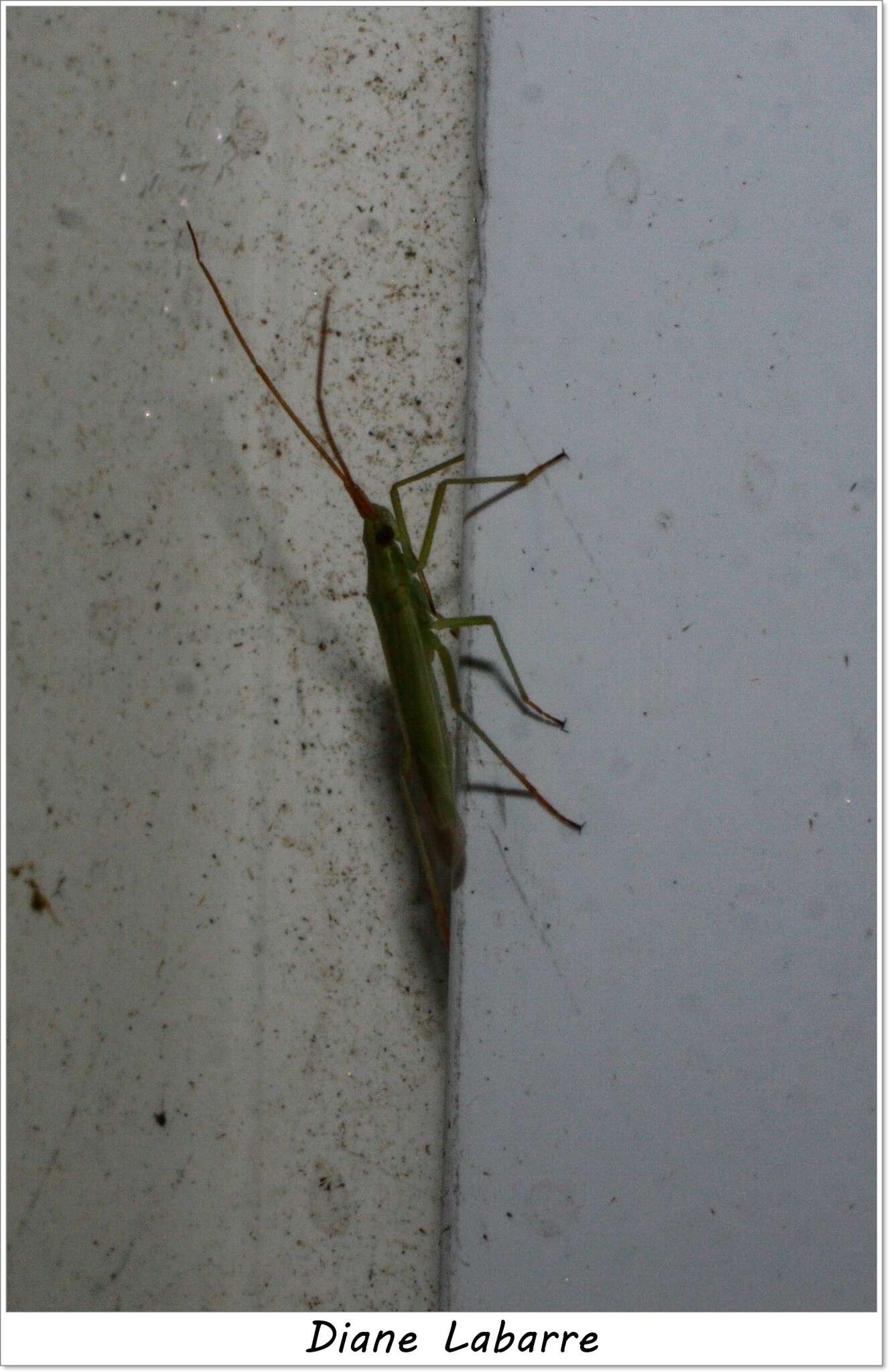 Image of Rice Leaf Bug