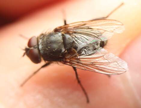 Image of Narrow-cheeked cluster fly