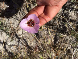 صورة Calochortus palmeri S. Watson