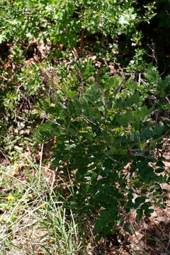 Image of Roemer's Indigo-Bush