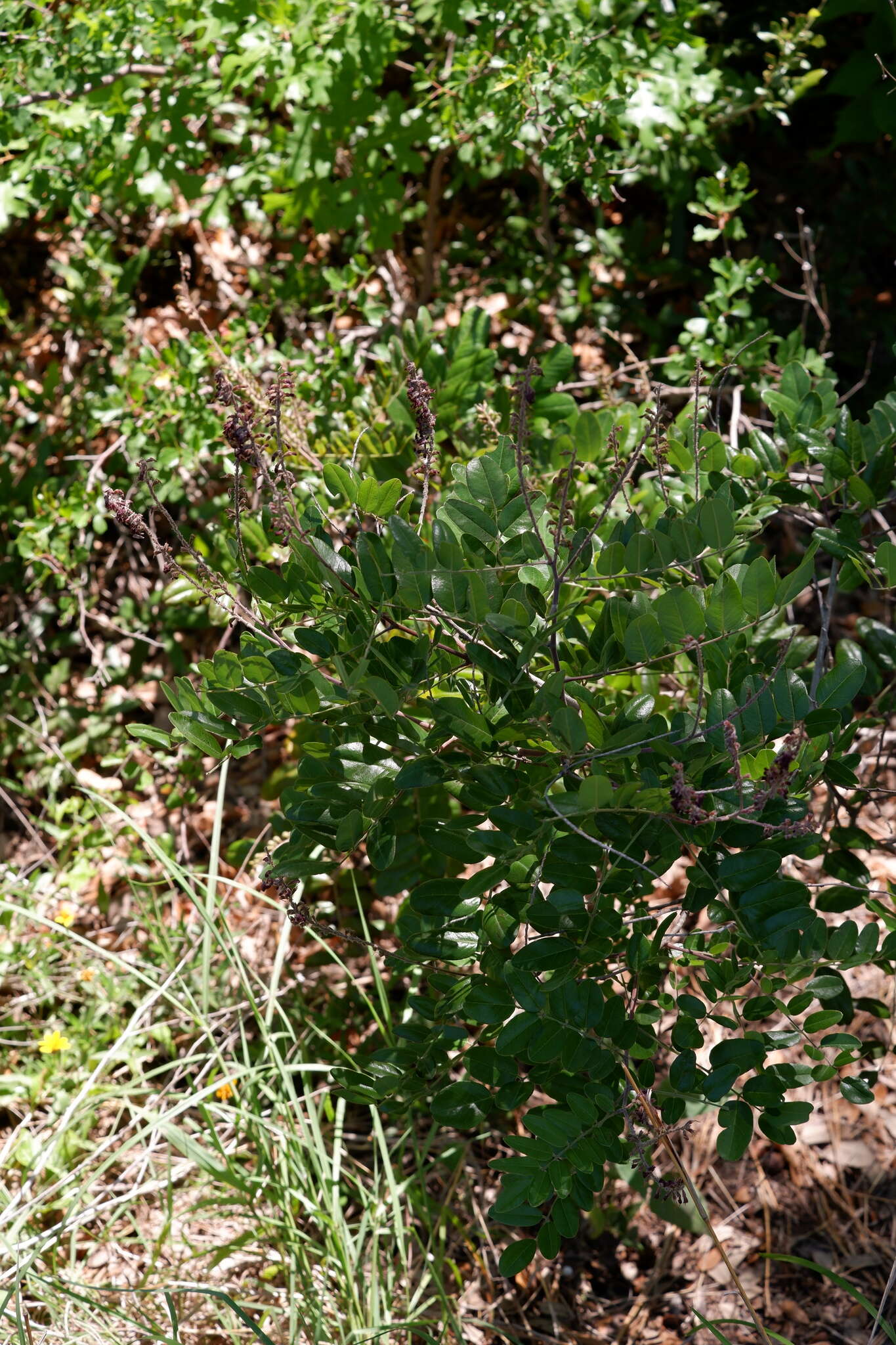 Plancia ëd Amorpha roemeriana Scheele