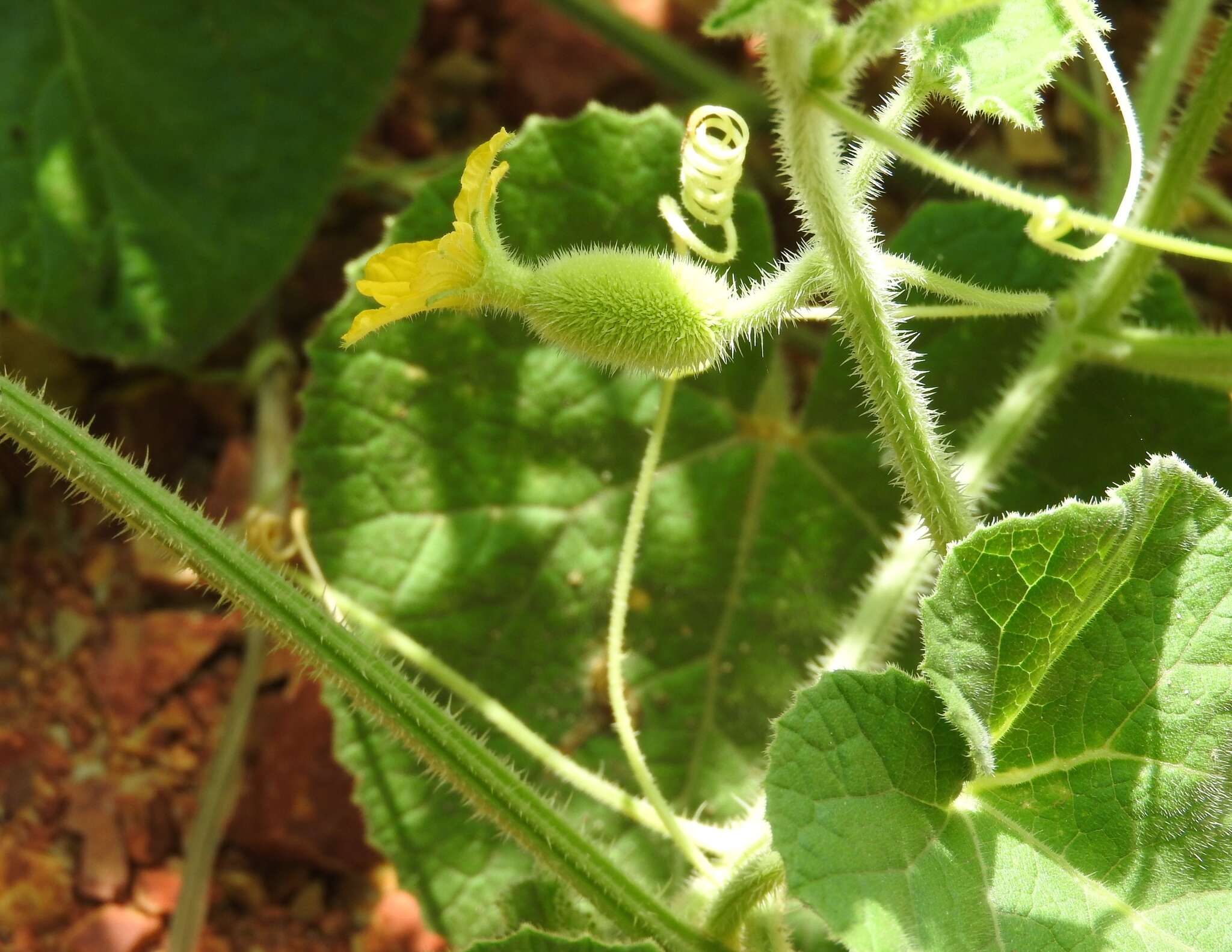 Image de Cucumis dipsaceus C. G. Ehrenb. ex Spach