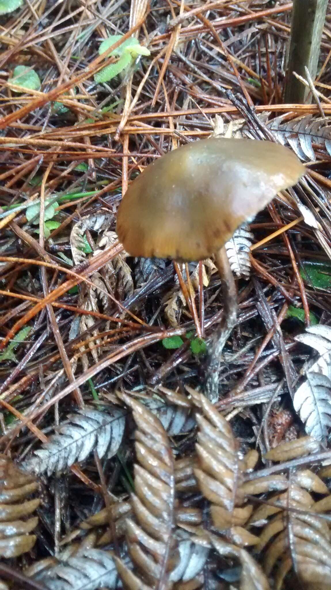 Image de Psilocybe aucklandiae Guzmán, C. C. King & Bandala 1991