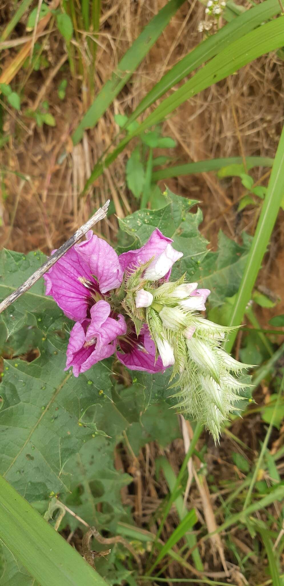 Image of Acanthus polystachyus Del.