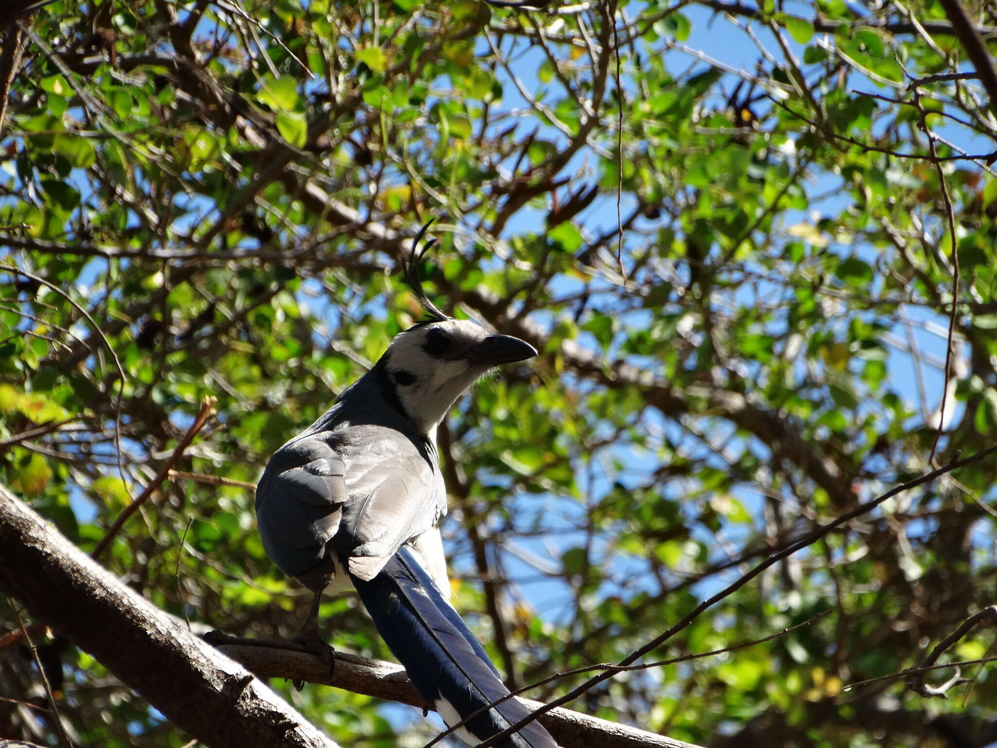 Image of Magpie-jay