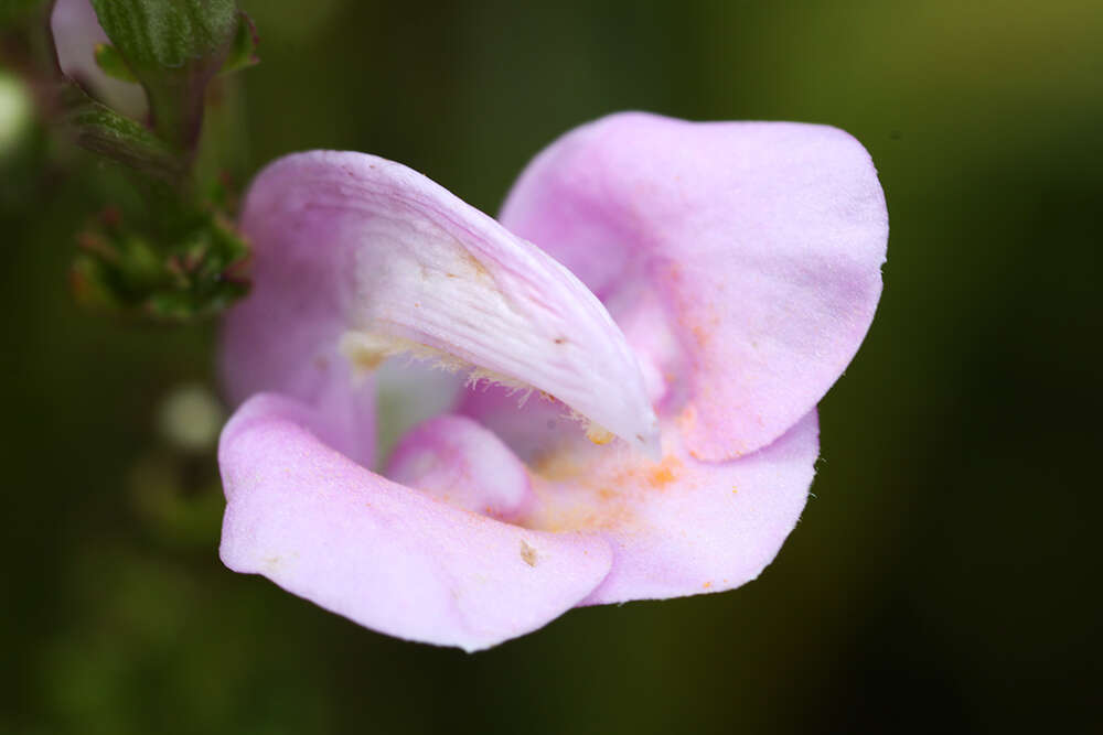 Слика од Pedicularis grandiflora Fisch.