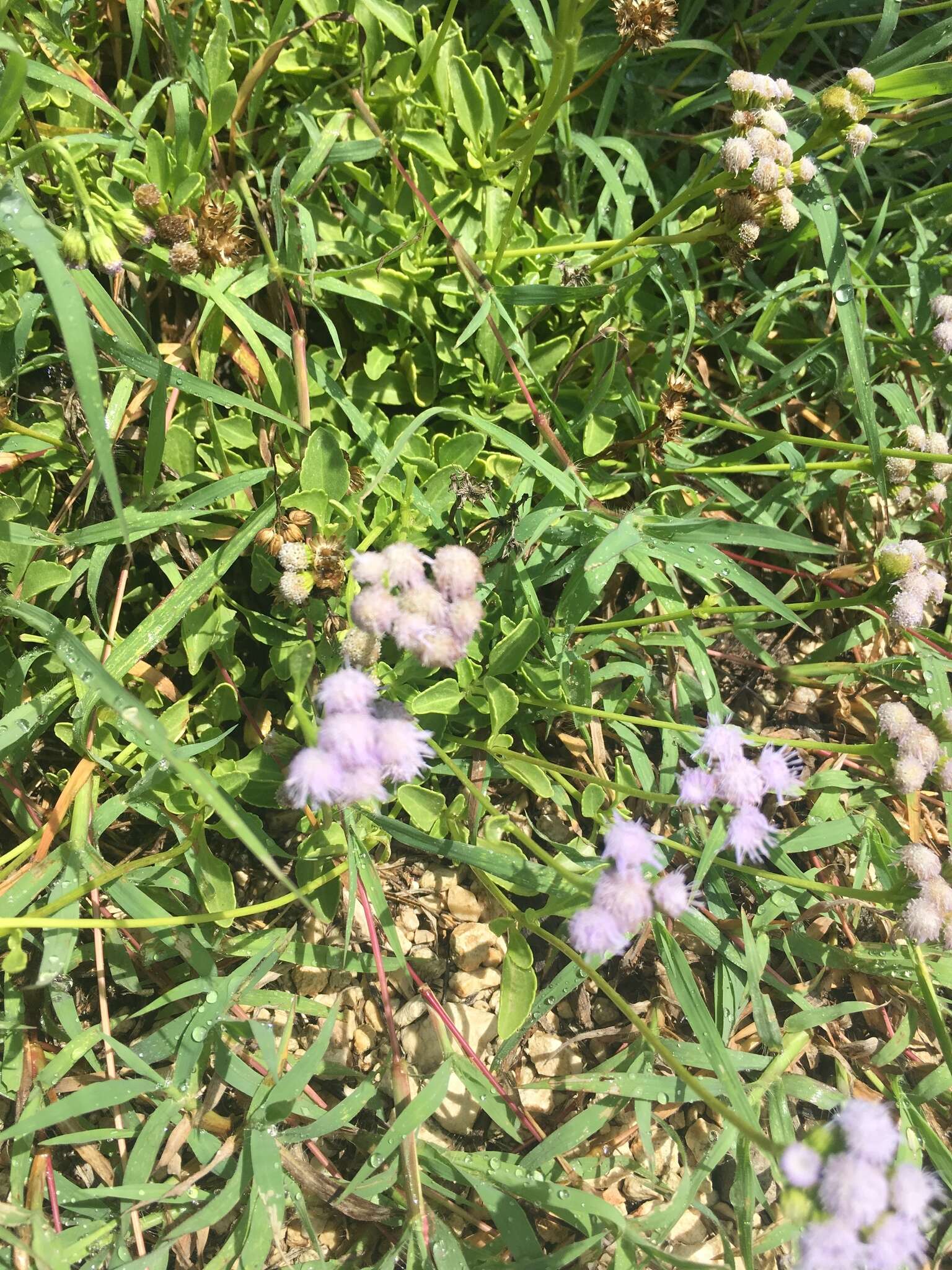 Imagem de Ageratum maritimum Kunth