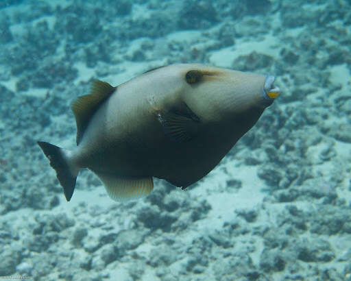 Image of Bridle Triggerfish