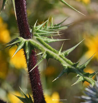 Image of Echinops spinosissimus subsp. spinosissimus