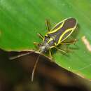 Image of Acinocoris includens Walker 1873