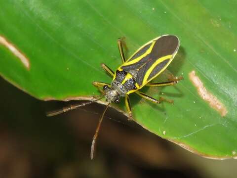 Image of Acinocoris includens Walker 1873