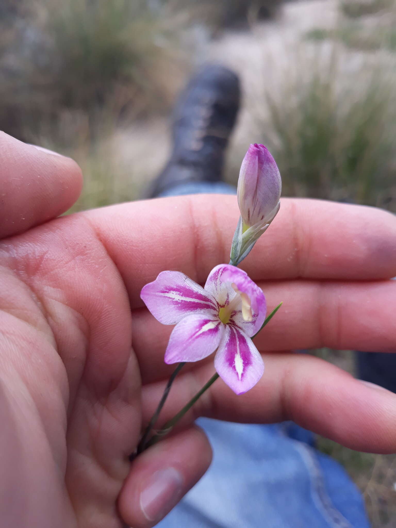 Imagem de Gladiolus inflatus (Thunb.) Thunb.