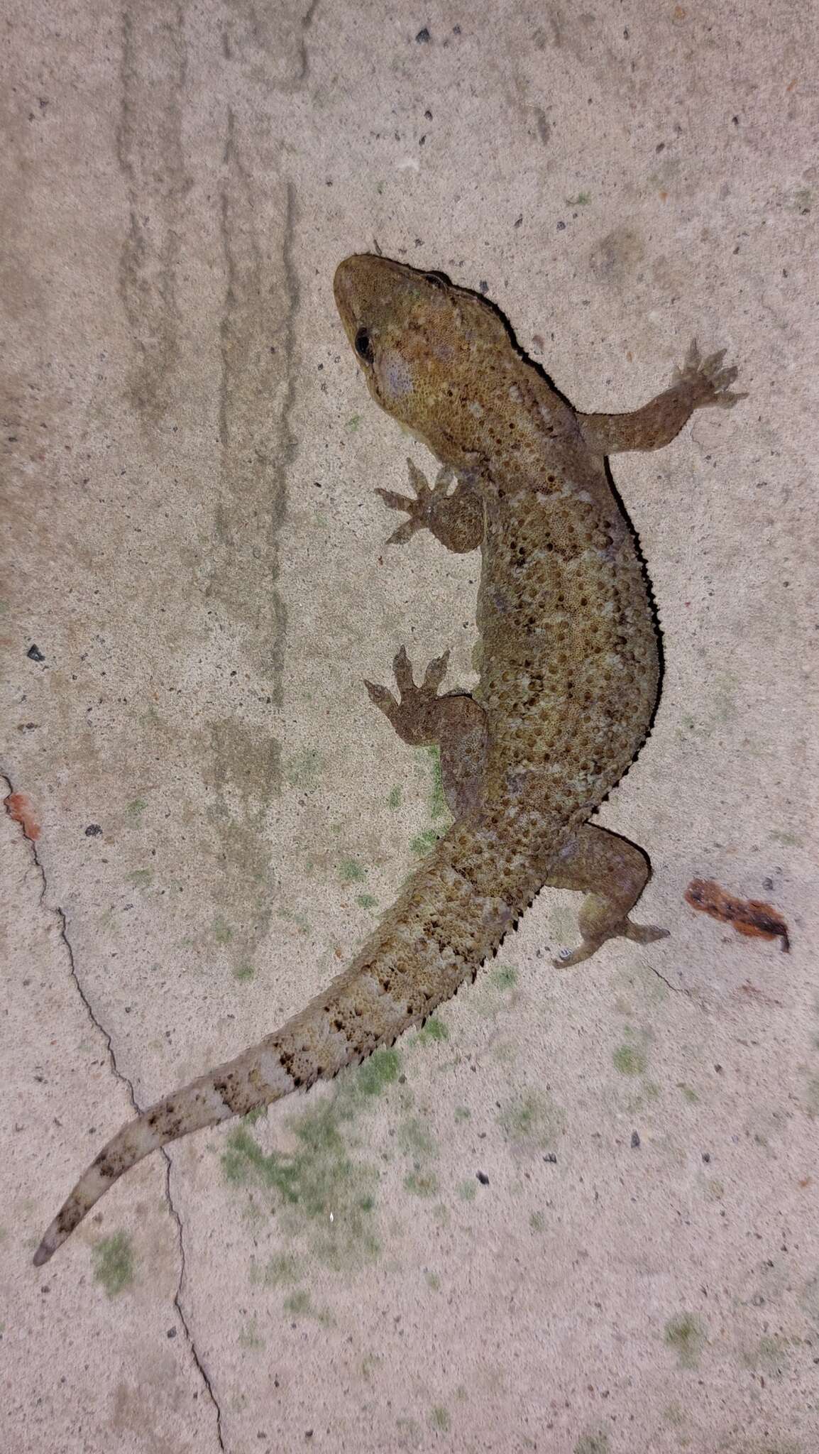 Image of Antilles Leaf-toed Gecko