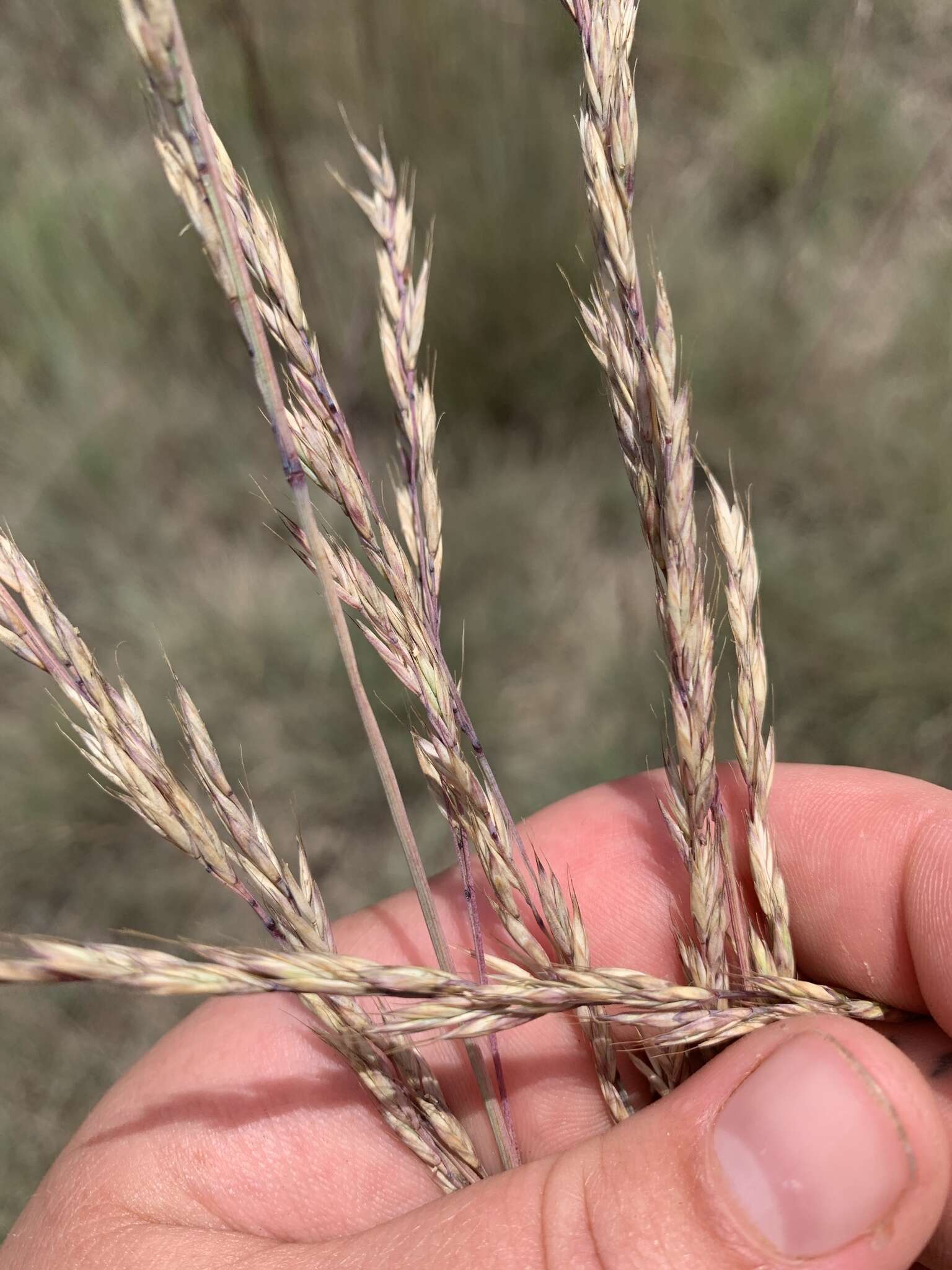 Image of Roemer's fescue