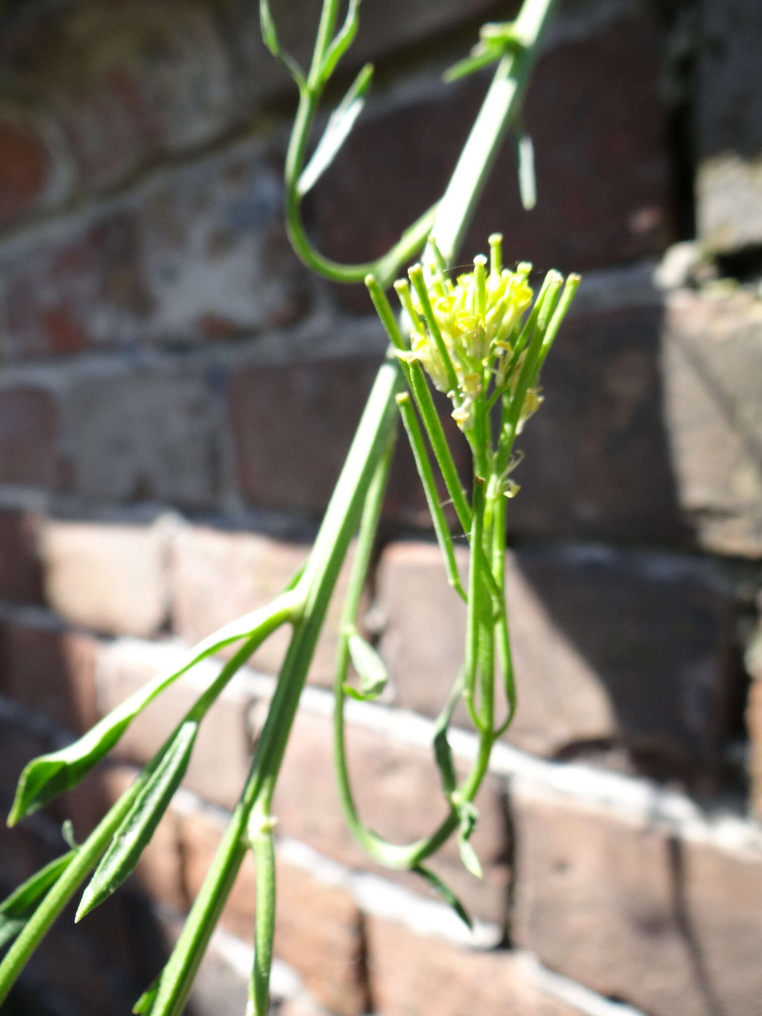 Image of hard wallflower