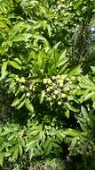 Image of wingleaf soapberry