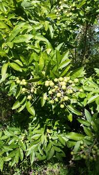 Image of wingleaf soapberry