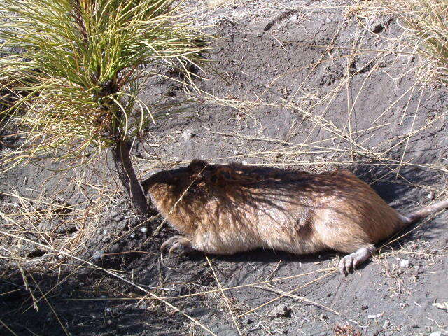 Image of pocket gopher