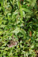 Eupatorium amabile Kitam. resmi