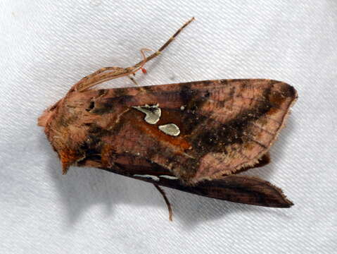 Image of Two-spotted Looper Moth, Twin Gold Spot