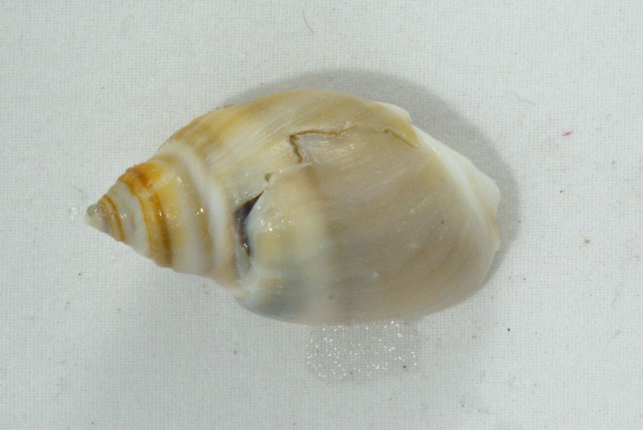 Image of fat plough shell