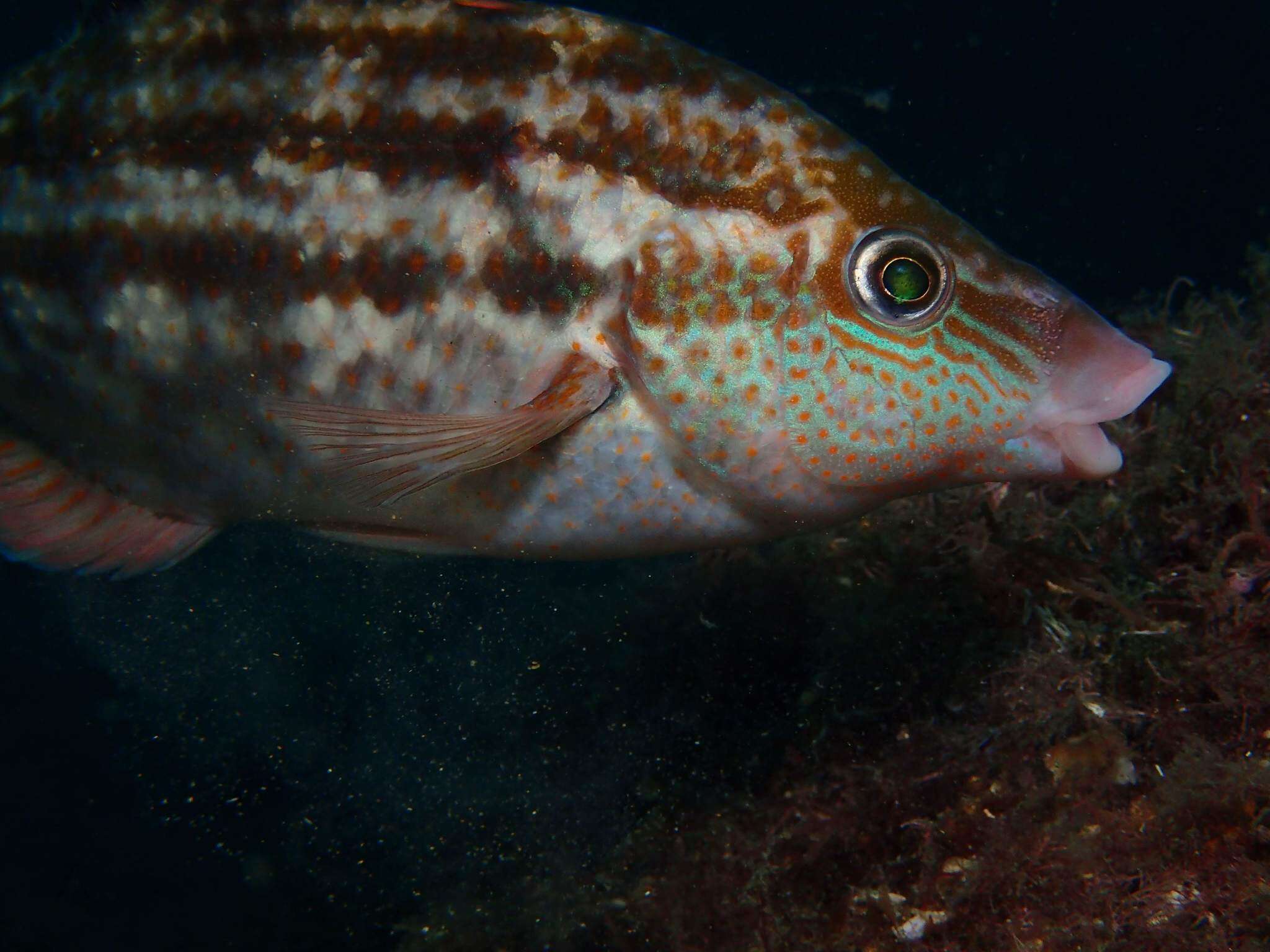 Image of Baillon's Wrasse
