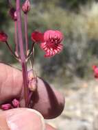 Image of Utah penstemon