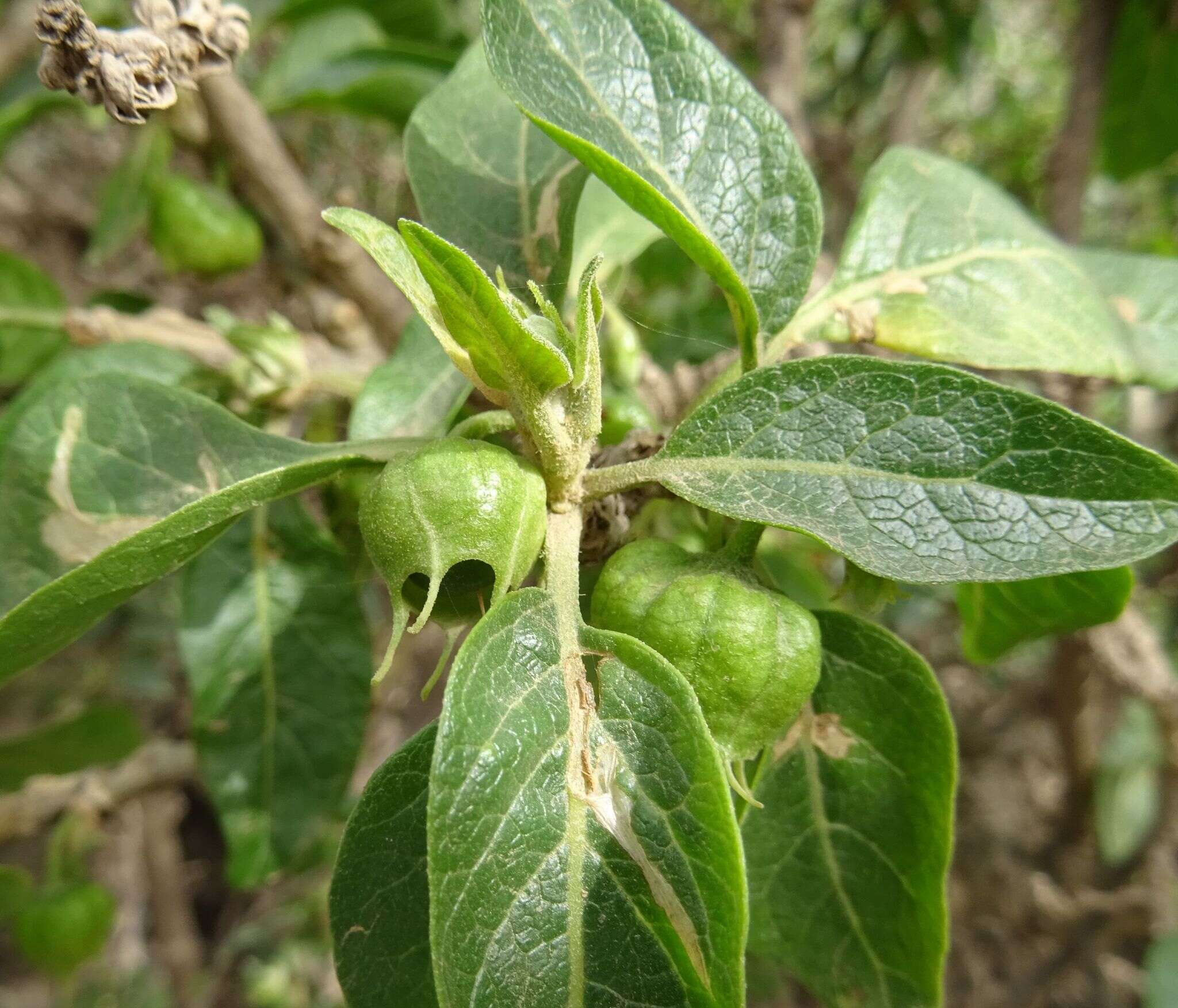 Image of Withania aristata (Ait.) Pauq.