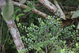 Image of Rock Alder