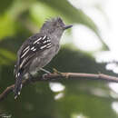 Image of Natterer's Slaty Antshrike