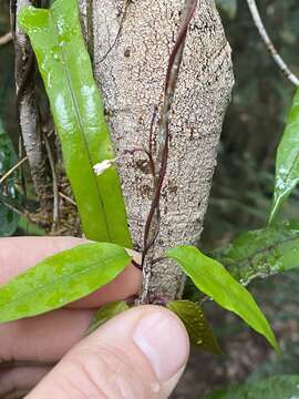 Image of Parsonsia bartlensis J. B. Williams