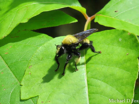 Image of Laphria macquarti (Banks 1917)