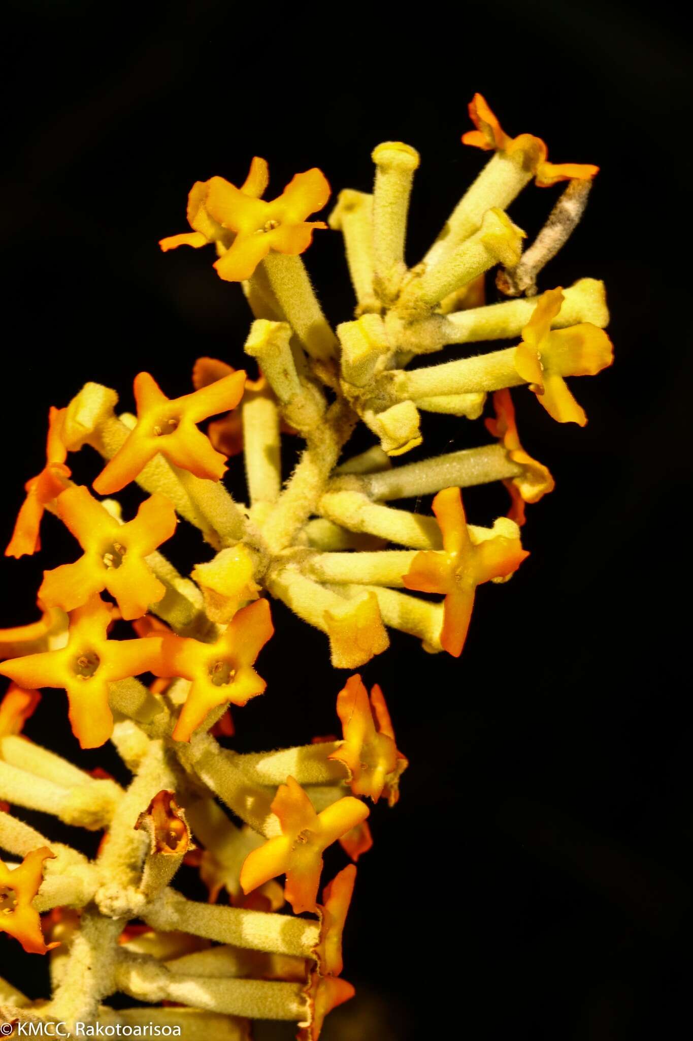 Image of smokebush